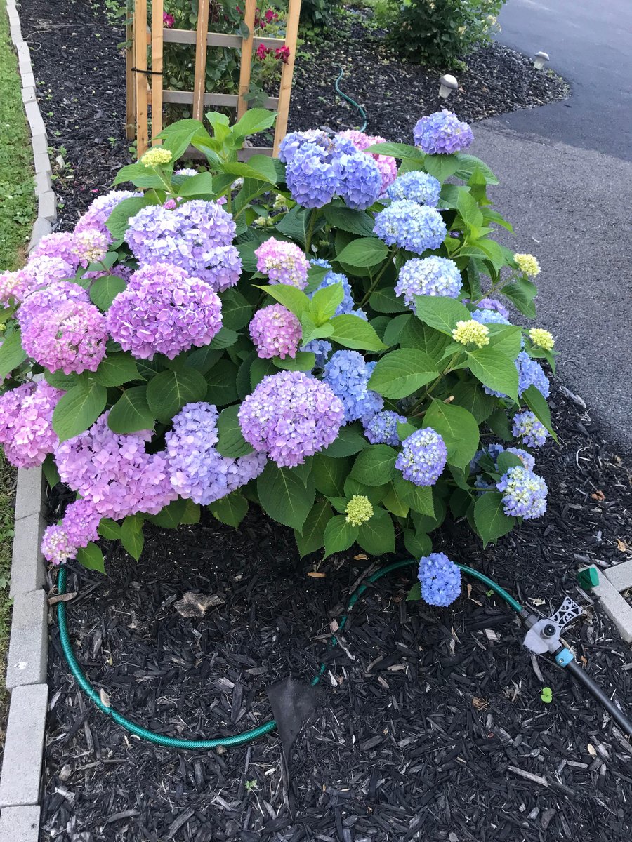 Hydrangea 